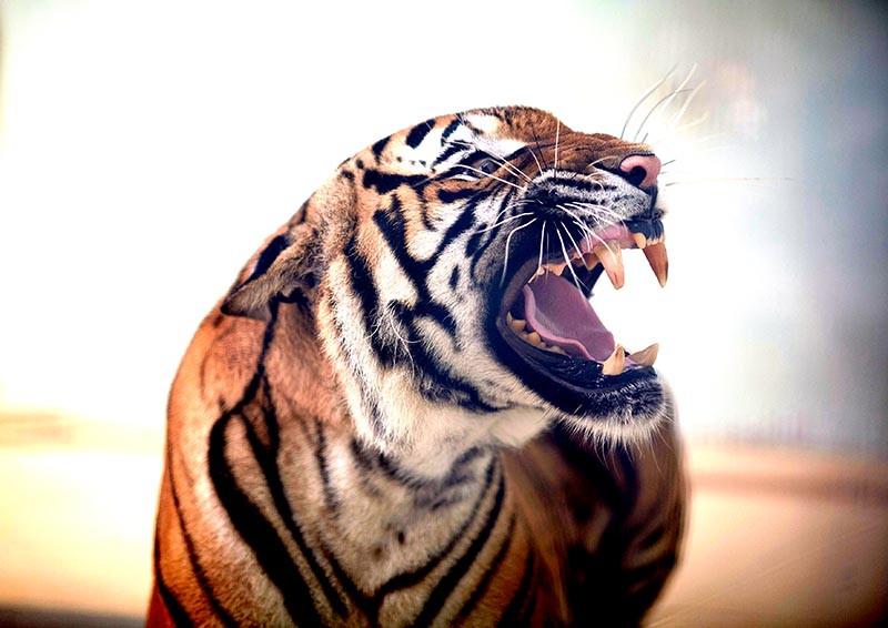 Selamatkan Harimau Malaya 