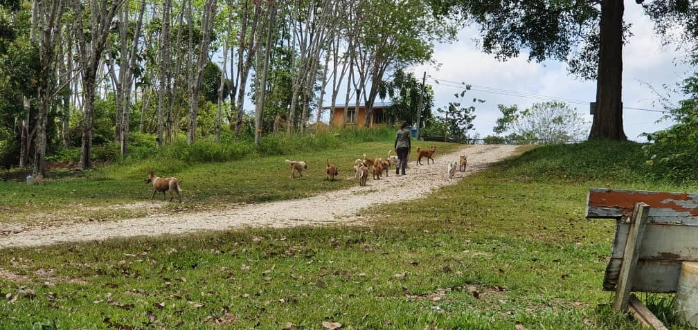 Pawlywoofers & Friends