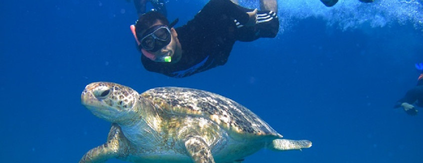 Perhentian Turtle Project - Volunteering