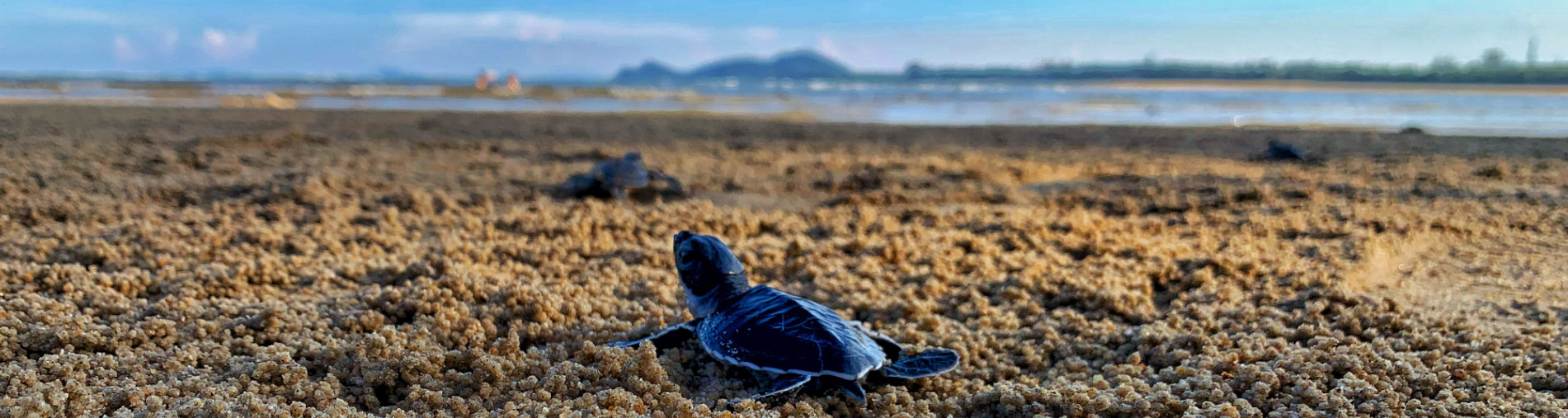 Save the turtles - endangered river terrapins need your help!!