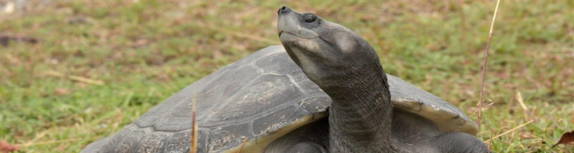 Save the Endangered Terrapins, Start with You 