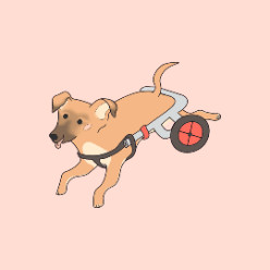 operation doge